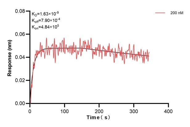 Affinity and Kinetic Characterization of 60906-2-PBS Affinity and Kinetic Characterization of 60906-2-PBS