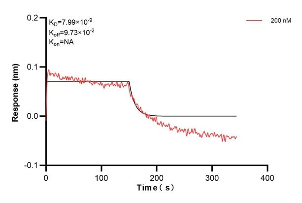 Biolayer interferometry (BLl) kinetic assay of 60908-1-Ig against Human EPHB2 was performed. The affinity constant is 7.99 nM. Affinity and Kinetic Characterization of 60908-1-PBS
