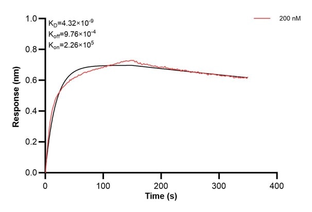 Affinity and Kinetic Characterization of 60954-2-PBS Affinity and Kinetic Characterization of 60954-2-PBS