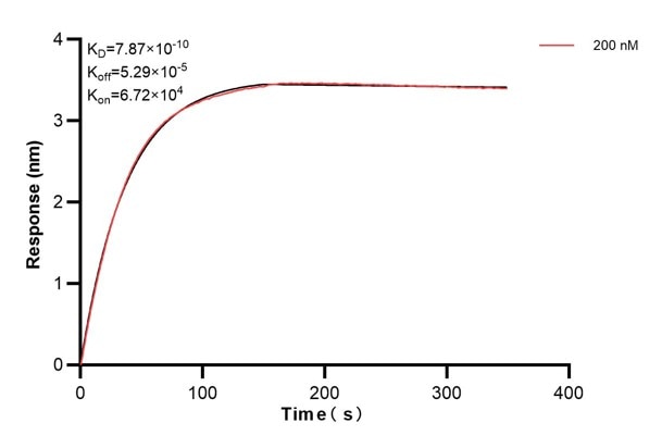 Affinity and Kinetic Characterization of 60966-1-PBS Affinity and Kinetic Characterization of 60966-1-PBS