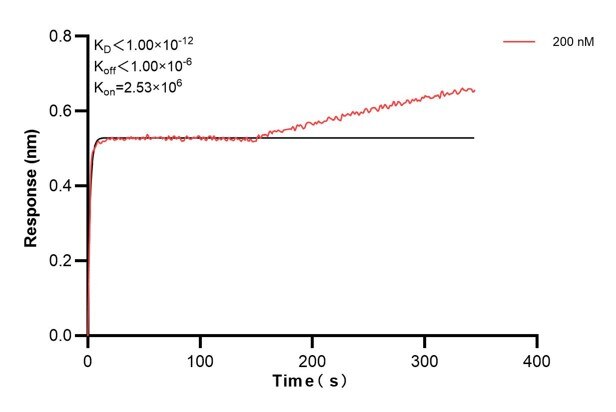 Affinity and Kinetic Characterization of 60974-1-PBS