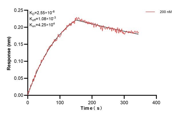 Affinity and Kinetic Characterization of 60981-1-PBS Affinity and Kinetic Characterization of 60981-1-PBS