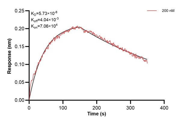 Affinity and Kinetic Characterization of 60993-1-PBS Affinity and Kinetic Characterization of 60993-1-PBS