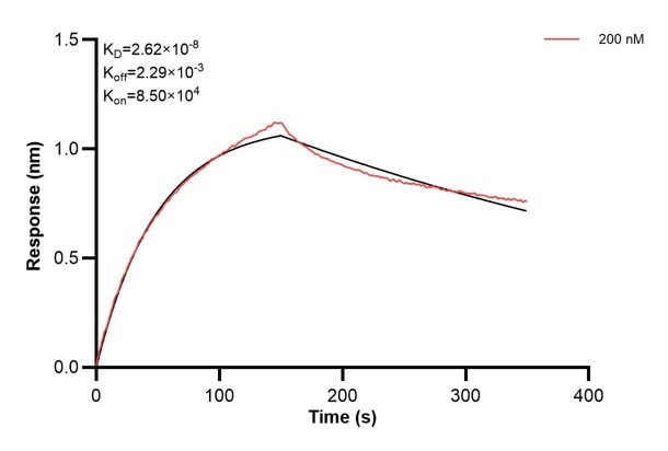 Affinity and Kinetic Characterization of 60993-2-PBS Affinity and Kinetic Characterization of 60993-2-PBS