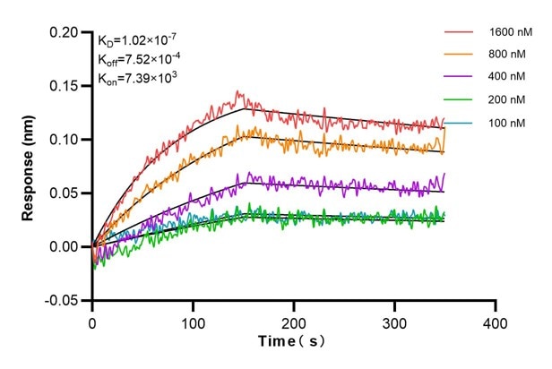 Affinity and Kinetic Characterization of 65276-1-Ig