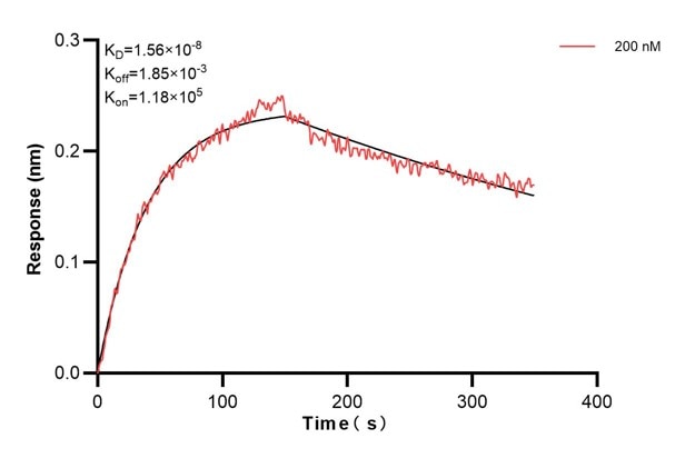 Biolayer interferometry (BLl) kinetic assay of 66009-2-Ig against Human beta actin was performed. The affinity constant is 15.6 nM. Affinity and Kinetic Characterization of 66009-2-PBS