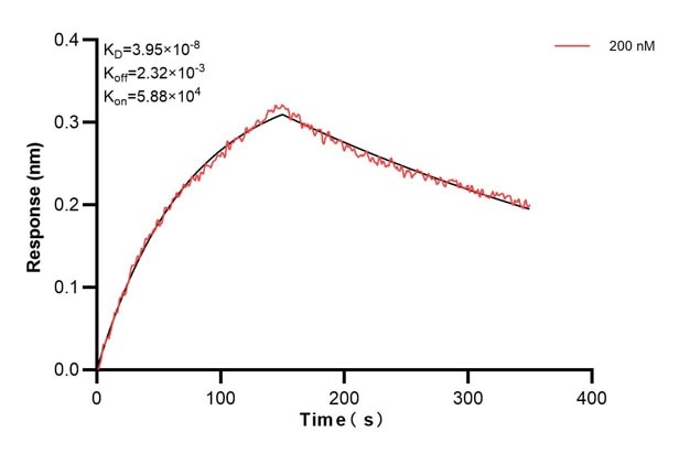 Biolayer interferometry (BLl) kinetic assay of 66009-3-Ig against Human beta actin was performed. The affinity constant is 39.5 nM. Affinity and Kinetic Characterization of 66009-3-PBS