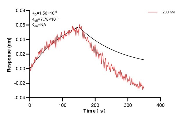 Biolayer interferometry (BLl) kinetic assay of 66009-4-Ig against Human beta actin was performed. The affinity constant is 1.49 nM. Affinity and Kinetic Characterization of 66009-4-PBS