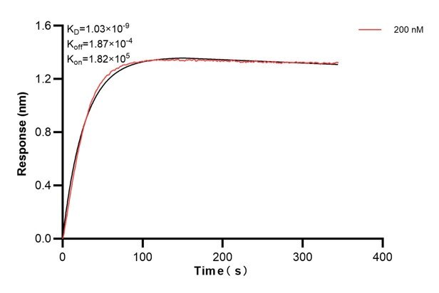 Biolayer interferometry (BLl) kinetic assays of 66013-2-Ig against Human HLA class I (HLA-A) were performed. The affinity constant is 1.03 nM. Affinity and Kinetic Characterization of 66013-2-PBS