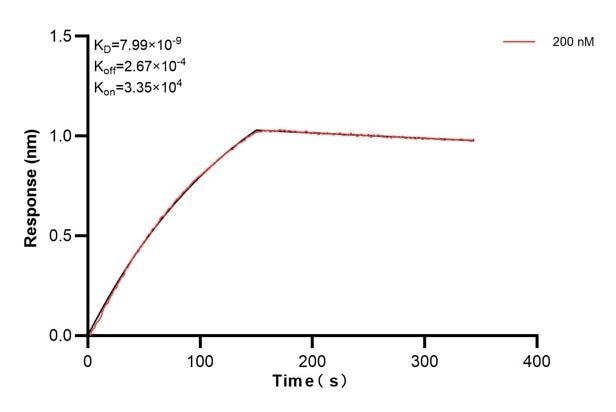 Biolayer interferometry (BLl) kinetic assays of 66013-3-Ig against Human HLA class I (HLA-A) were performed. The affinity constant is 7.99 nM. Affinity and Kinetic Characterization of 66013-3-PBS