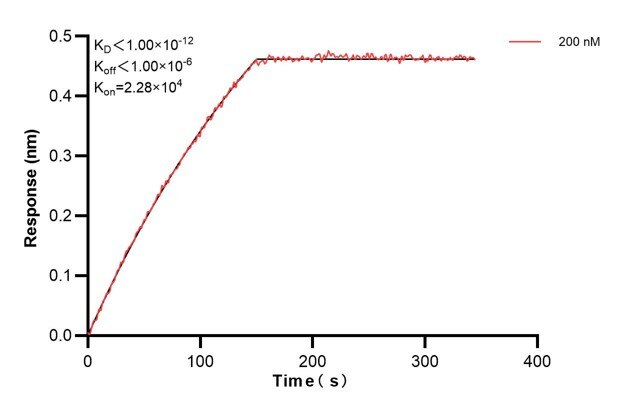 Affinity and Kinetic Characterization of 66026-3-PBS
