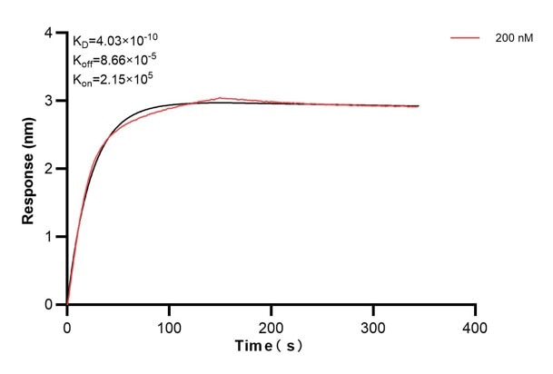 Biolayer interferometry (BLl) kinetic assays of 66040-2-Ig against Human FKBP52 were performed. The affinity constant is 0.403 nM. Affinity and Kinetic Characterization of 66040-2-Ig