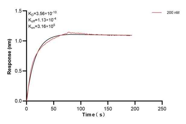 Biolayer interferometry (BLl) kinetic assays of 66040-3-Ig against Human FKBP52 were performed. The affinity constant is 0.356 nM. Affinity and Kinetic Characterization of 66040-3-PBS