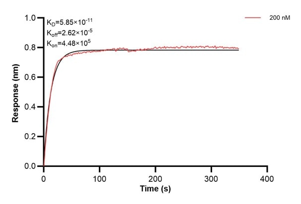 Affinity and Kinetic Characterization of 66050-1-PBS Affinity and Kinetic Characterization of 66050-1-PBS
