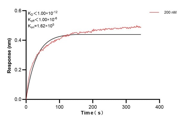 Affinity and Kinetic Characterization of 66051-2-PBS