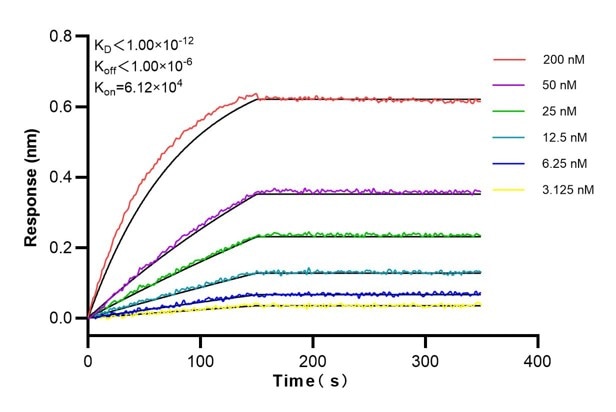 Affinity and Kinetic Characterization of 66124-1-Ig