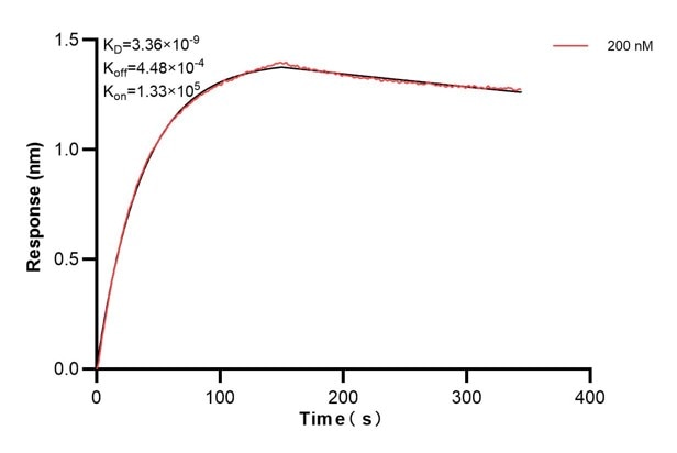 Biolayer interferometry (BLl) kinetic assays of 66135-2-Ig against Human Alpha-1-Antitrypsin were performed. The affinity constant is 3.36 nM. Affinity and Kinetic Characterization of 66135-2-PBS