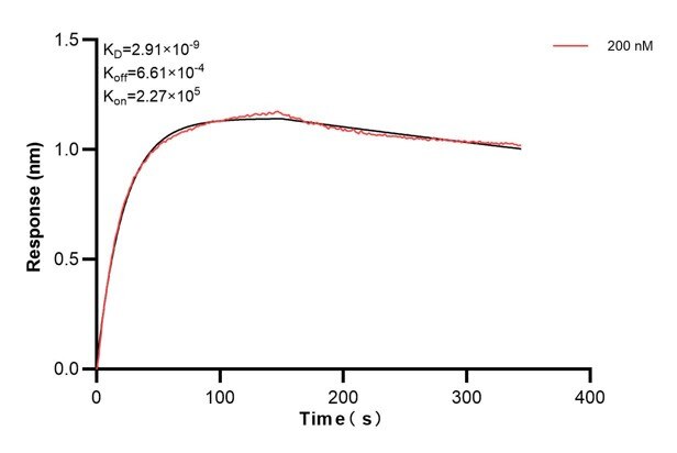 Biolayer interferometry (BLl) kinetic assays of 66135-3-Ig against Human Alpha-1-Antitrypsin were performed. The affinity constant is 2.91 nM. Affinity and Kinetic Characterization of 66135-3-PBS