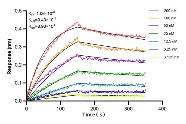Affinity and Kinetic Characterization of 66197-1-PBS