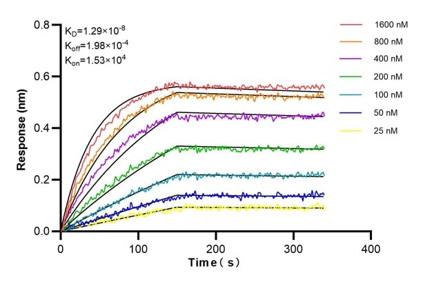 Affinity and Kinetic Characterization of 66219-1-Ig