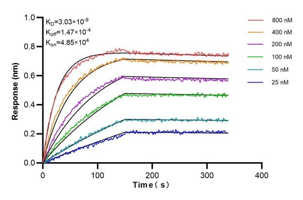 Affinity and Kinetic Characterization of 66219-3-PBS