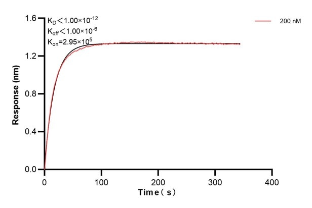 Biolayer interferometry (BLl) kinetic assays of 66286-2-Ig against Human MYL3 were performed. The affinity constant is below 1 pM. Affinity and Kinetic Characterization of 66286-2-PBS