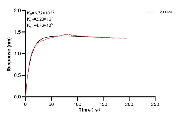 Biolayer interferometry (BLl) kinetic assays of 66286-4-Ig against Human MYL3 were performed. The affinity constant is 0.672 nM. Affinity and Kinetic Characterization of 66286-4-PBS
