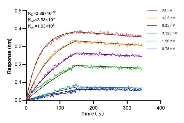 Affinity and Kinetic Characterization of 66412-1-Ig
