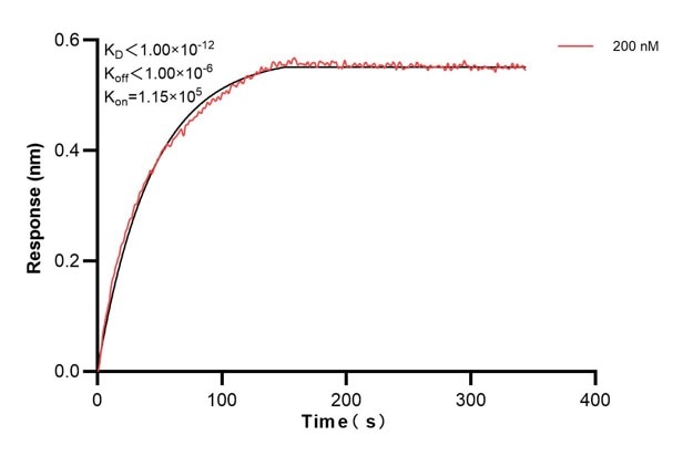 Biolayer interferometry (BLl) kinetic assay of 66418-2-Ig against Human NFKBIA was performed. The affinity constant is below 1 pM... Affinity and Kinetic Characterization of 66418-2-PBS
