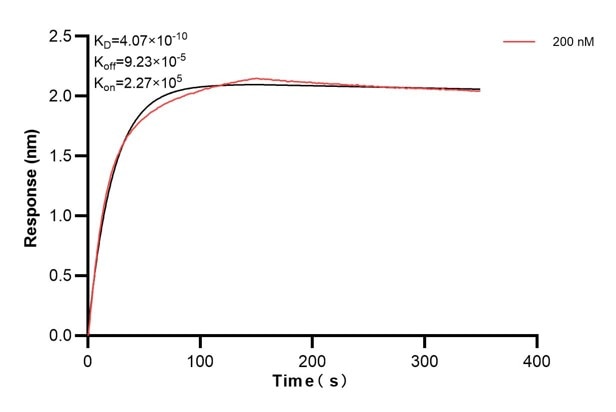 Affinity and Kinetic Characterization of 66460-1-Ig