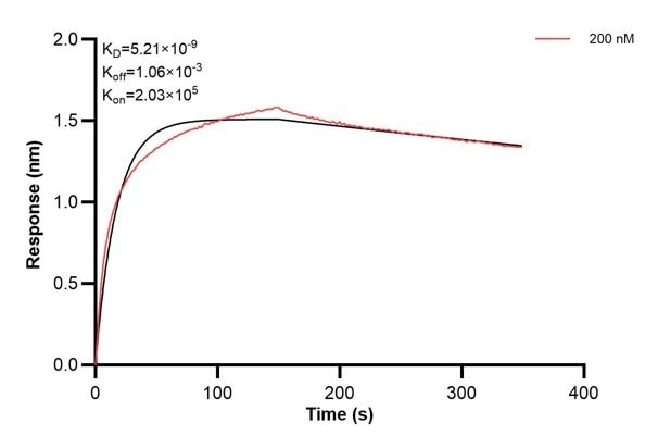 Affinity and Kinetic Characterization of 66497-1-Ig Affinity and Kinetic Characterization of 66497-1-Ig