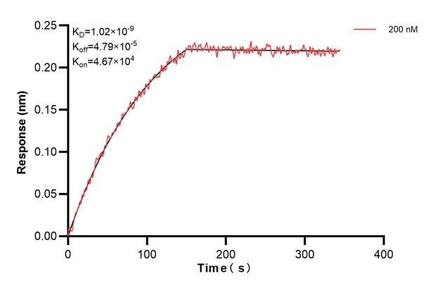 Biolayer interferometry (BLl) kinetic assay of 66521-2-Ig against Human Recoverin was performed. The affinity constant is 1.02 nM.. Affinity and Kinetic Characterization of 66521-2-PBS