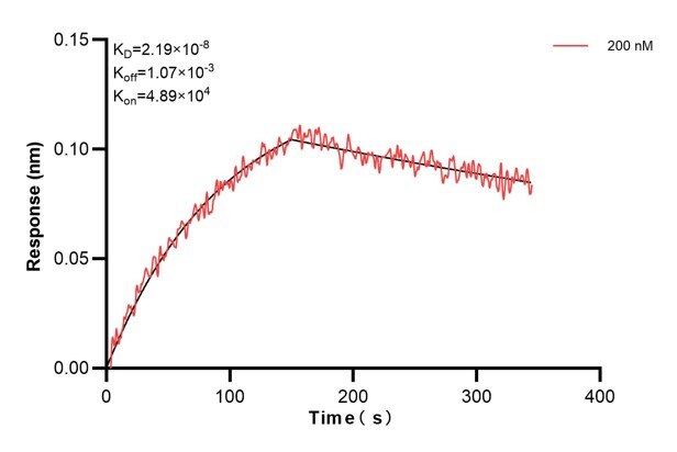 Biolayer interferometry (BLl) kinetic assay of 66521-4-Ig against Human Recoverin was performed. The affinity constant is 21.9 nM... Affinity and Kinetic Characterization of 66521-4-PBS