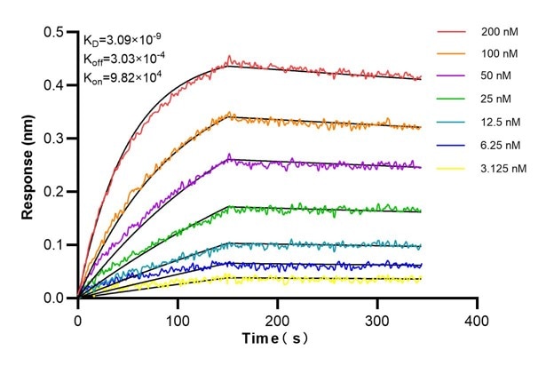 Affinity and Kinetic Characterization of 66574-2-PBS