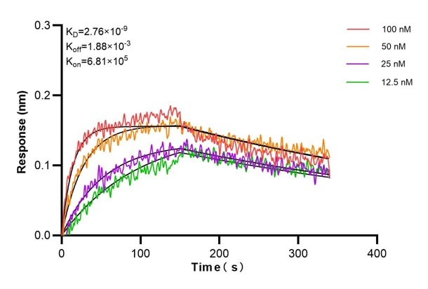 Affinity and Kinetic Characterization of 66574-3-PBS