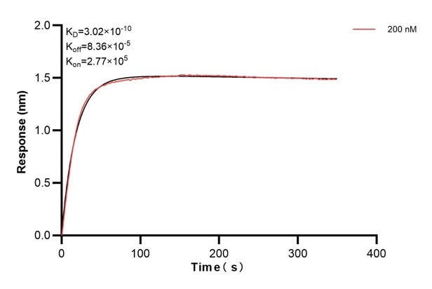 Affinity and Kinetic Characterization of 66635-3-PBS Affinity and Kinetic Characterization of 66635-3-PBS