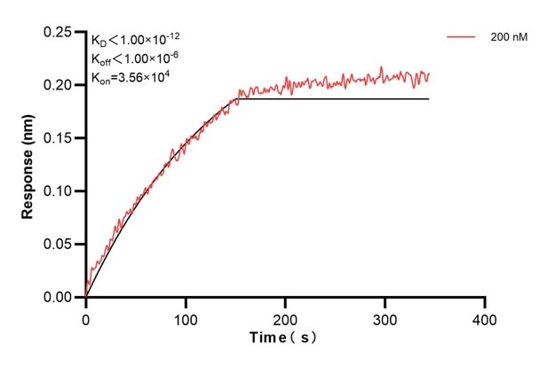Biolayer interferometry (BLl) kinetic assay of 66659-2-Ig against Human POU2AF1 was performed. The affinity constant is below 1 pM... Affinity and Kinetic Characterization of 66659-2-PBS
