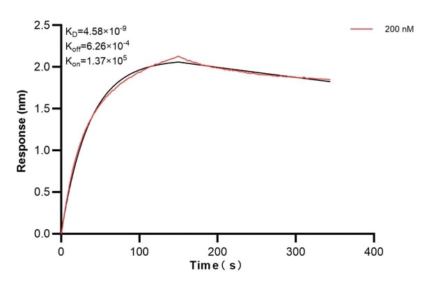 Biolayer interferometry (BLl) kinetic assays of 66662-3-Ig against Human GOLGA2/GM130 were performed. The affinity constant is 4.58 nM. Affinity and Kinetic Characterization of 66662-3-PBS