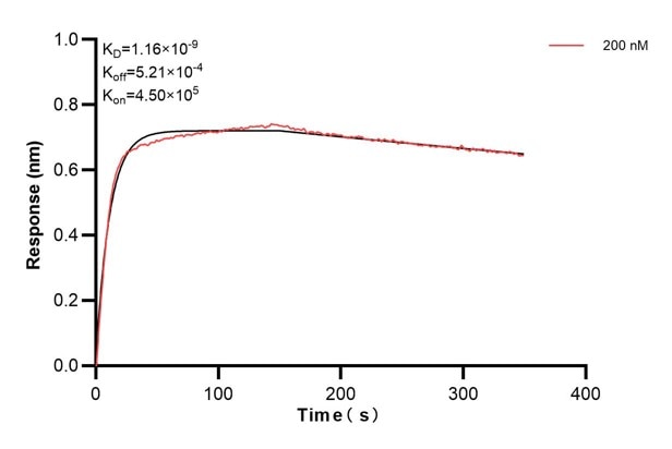 Affinity and Kinetic Characterization of 66663-2-PBS Affinity and Kinetic Characterization of 66663-2-PBS