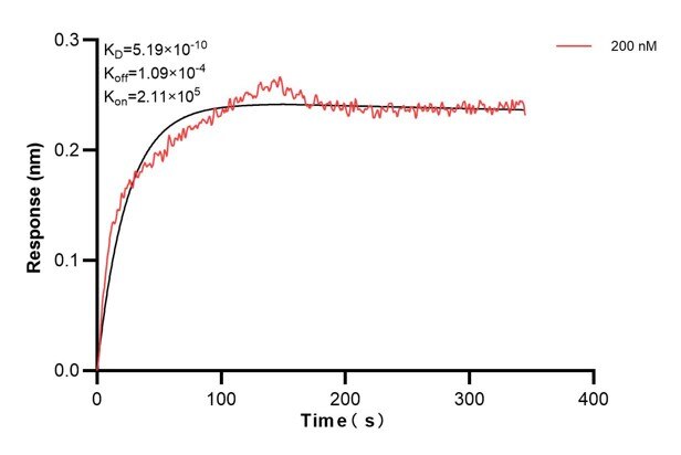 Biolayer interferometry (BLl) kinetic assay of 66664-3-Ig against Human DDX54 was performed. The affinity constant is 0.519 nM... Affinity and Kinetic Characterization of 66664-3-PBS