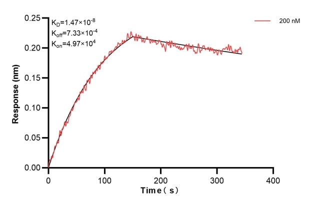 Affinity and Kinetic Characterization of 66669-2-PBS