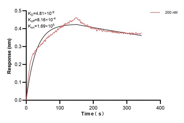 Biolayer interferometry (BLl) kinetic assay of 66669-3-Ig against Human PDIA6 was performed. The affinity constant is 4.81 nM... Affinity and Kinetic Characterization of 66669-3-PBS