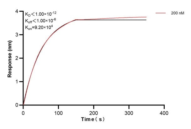 Affinity and Kinetic Characterization of 66675-2-PBS Affinity and Kinetic Characterization of 66675-2-PBS