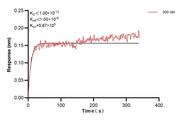 Affinity and Kinetic Characterization of 66678-1-Ig