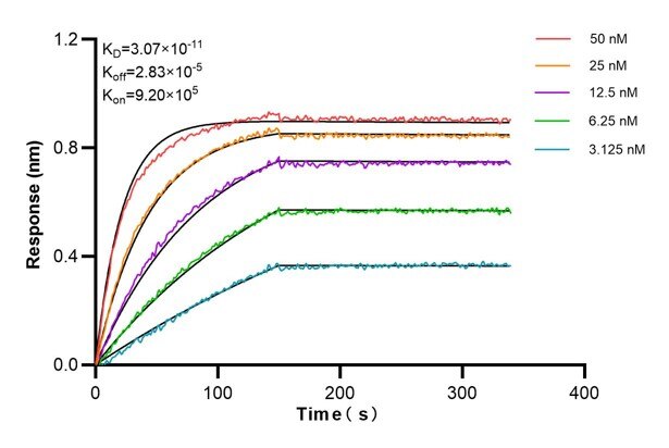 Affinity and Kinetic Characterization of 66682-3-PBS