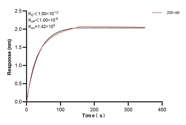 Affinity and Kinetic Characterization of 66684-1-Ig