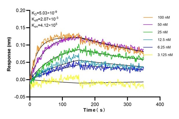 Affinity and Kinetic Characterization of 66737-1-Ig