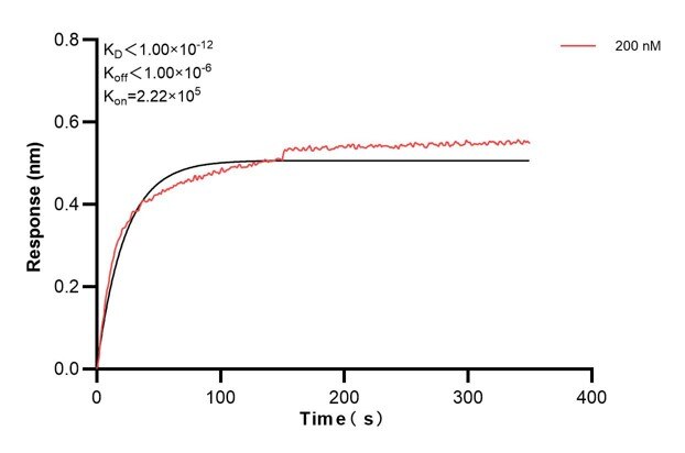 Biolayer interferometry (BLl) kinetic assay of 66747-3-Ig against Human Androgen receptor was performed. The affinity constant is below 1 pM. Affinity and Kinetic Characterization of 66747-3-PBS