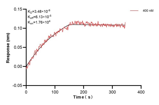 Affinity and Kinetic Characterization of 66761-2-PBS