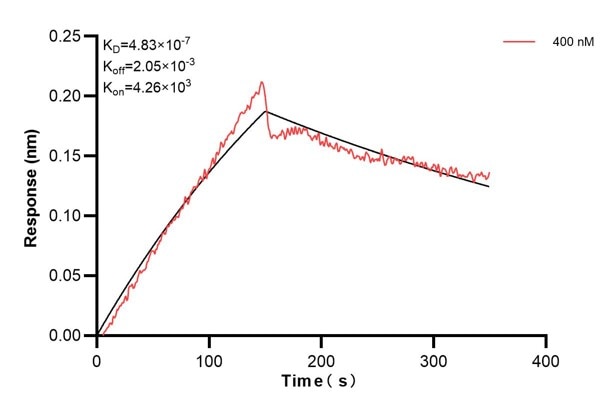 Affinity and Kinetic Characterization of 66800-2-PBS